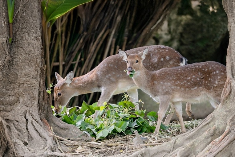 Taiwan boasts diverse flora and fauna, including the endemic Formosan sika deer. 