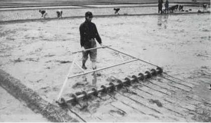 Doubling the Rice Crop - Taiwan Today