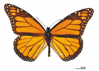 Returned specimens document Taiwan's biodiversity - Taiwan Today