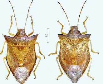 New species of stink bug found in Kenting - Taiwan Today