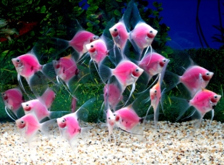 Pink Glofish Angelfish