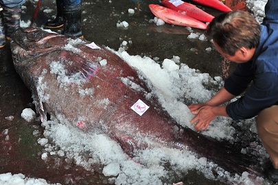 Taiwan Shell Fish - Taiwan Today