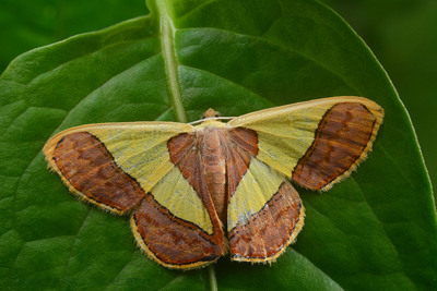 Thuwan Insect - Taiwan Today