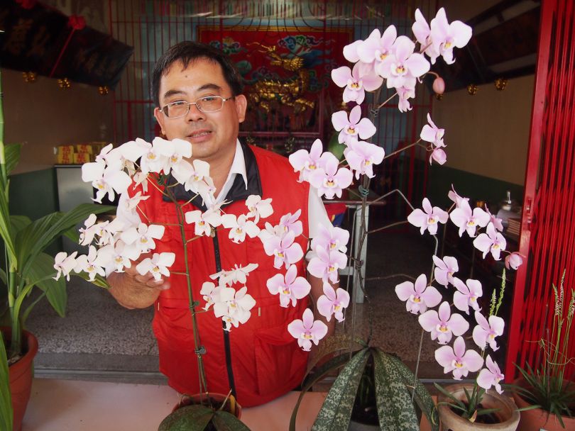 ペイラノイ 野生由来株 開花株 欲しけれ
