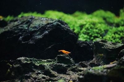 觀賞水族產業回春 台灣魚場的時代題解 觀賞水族產業回春 台灣魚場的時代題解圖片 - 新南向政策