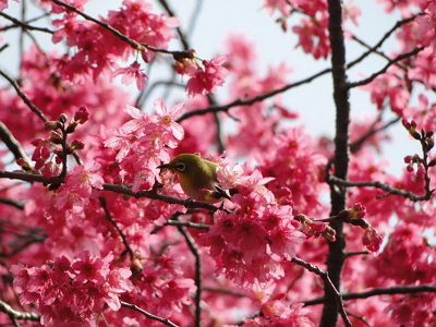 New Southbound Policy。Cherry blossoms are one of the signature blooms proving popular with visitors experiencing the sights and delights of the Yangmingshan Flower Festival Feb. 22 to March 25 in Taipei City. (Courtesy of TCG)