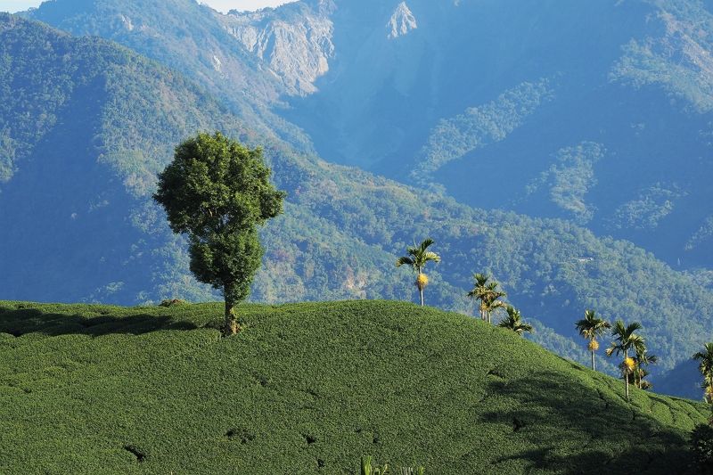 土地的滋味 茶山保育,生態永續 土地的滋味 茶山保育,生態永續圖片 - 新南向政策