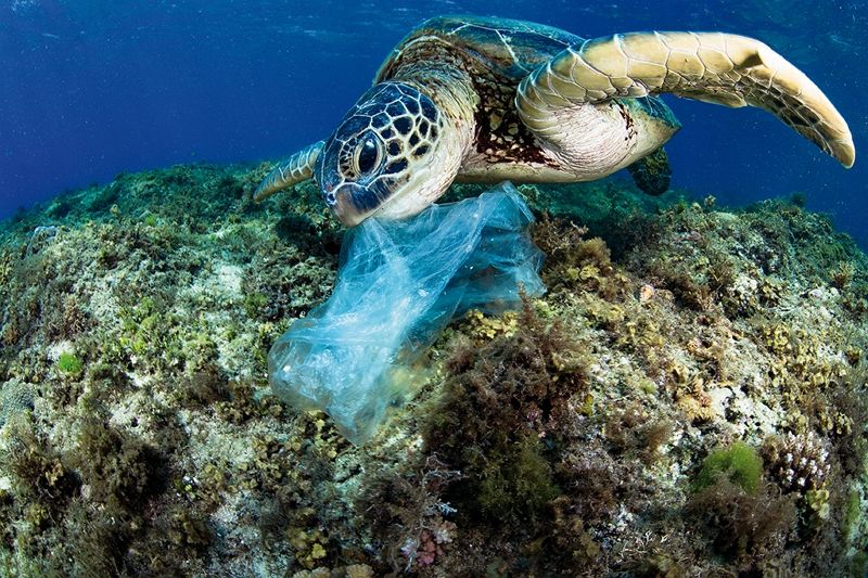 Where the Currents Take Them: Underwater Photographers Tell the Ocean’s Stories Where the Currents Take Them: Underwater Photographers Tell the Ocean’s Stories Photos - New Southbound Policy