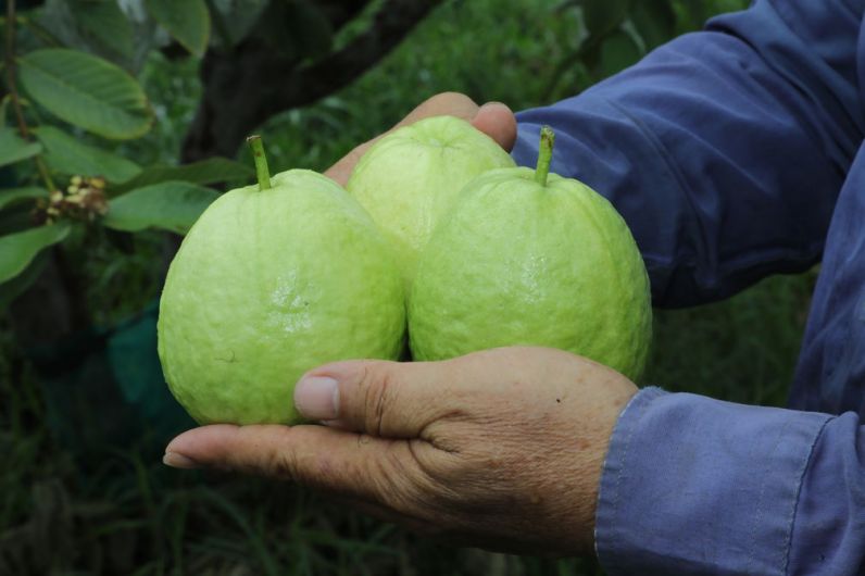 Buah Jambu Biji Taiwan Akan Masuki Pasar Amerika Serikat Taiwan Today