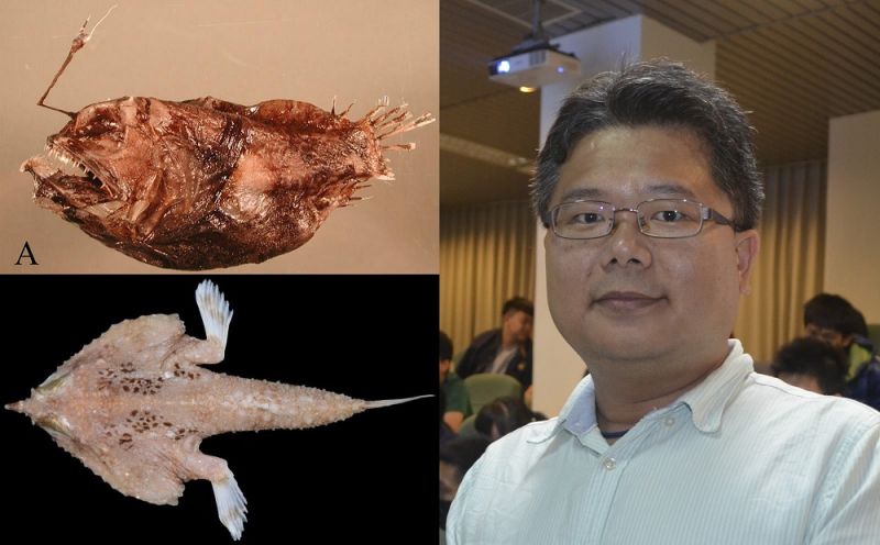 新種のアンコウに「フォルモサ」、台湾の名前を世界にアピール
