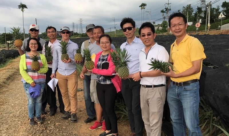 大突破 臺灣鳳梨獲澳大利亞同意輸入 大突破 臺灣鳳梨獲澳大利亞同意輸入圖片 - 新南向政策