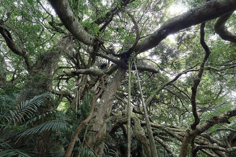 大自然的收藏與體驗 鸞山森林文化博物館 大自然的收藏與體驗 鸞山森林文化博物館圖片 - 新南向政策