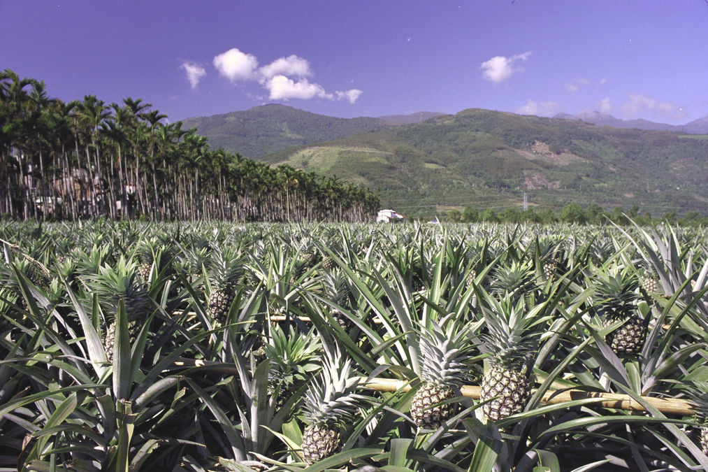 New Southbound Policy。Taiwan pineapple exports to non-China markets are forecast to continue chalking up healthy growth on the back of wide-ranging promotion and support measures overseen by the Council of Agriculture. (MOFA)