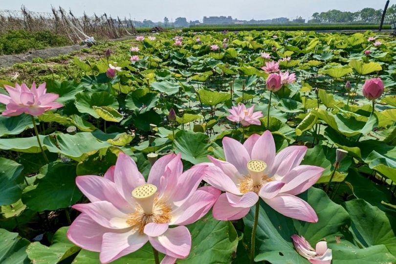 Spring flowers - Taiwan Today