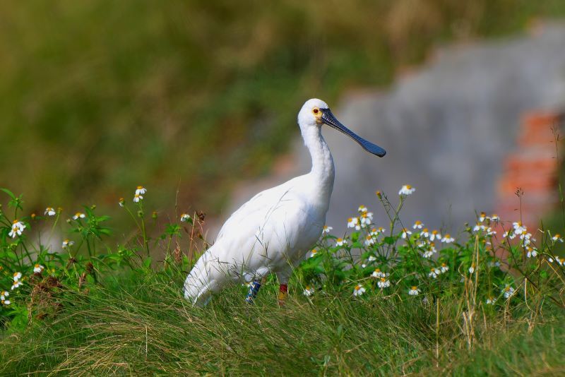 How Can We Protect the Habitat of Birds: Essential Tips