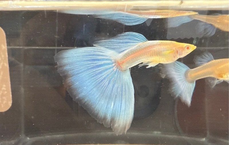Flashy Fish Flashy fish - Taiwan Today