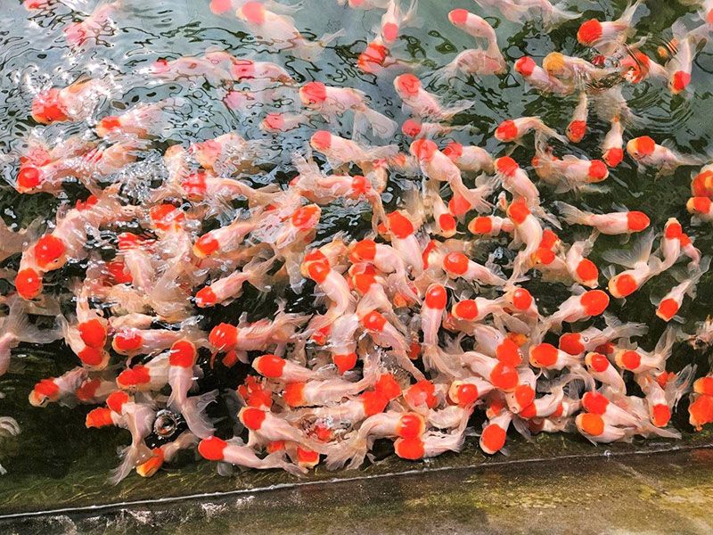 年產值超過十億、產量占全台七成 屏東觀賞魚蓬勃生機 游向世界舞台圖片 - 新南向政策