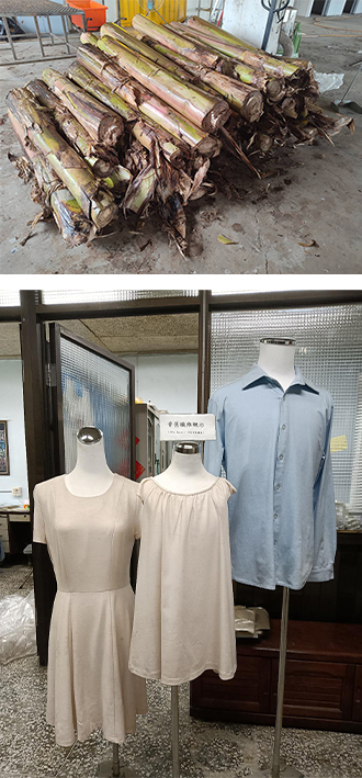 Las fibras extraídas de los pseudotallos del banano se prueban en la producción de prendas de vestir. (Fotos cortesía del Instituto de Investigación del Banano de Taiwán)
