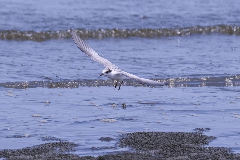 Summer Friends from Afar: Protecting Little Tern HabitatsPhotos - New Southbound Policy