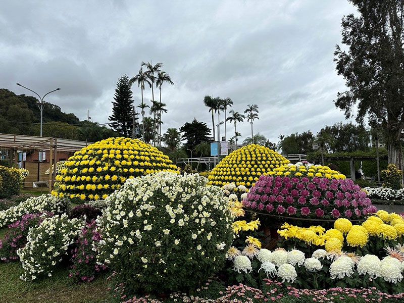 菊展揚名吸引泰團來訪 公園處分享獨門菊藝圖片 - 新南向政策