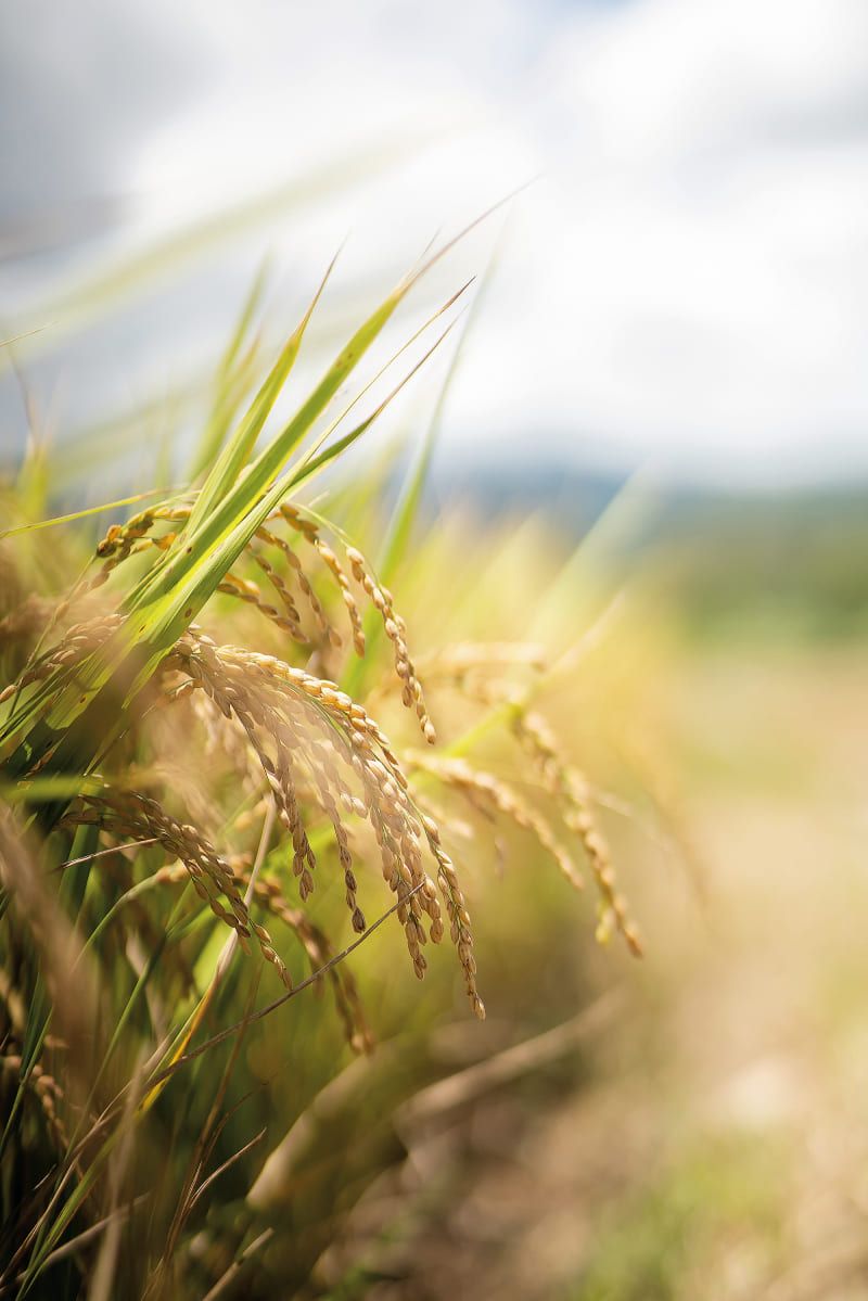 New Southbound Policy。