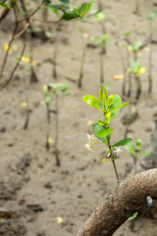 The Mangrove Conservation Area is a vital part of New Taipei’s riparian ecology.