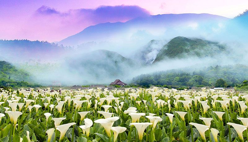 「花IN台北」勇奪4項國際設計金獎 全球唯一　成為雪梨設計獎品牌體驗類獲獎得主圖片 - 新南向政策