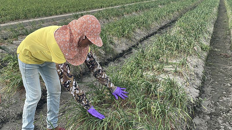 溪湖新住民勤耕韭菜花田　用雙手摘出雙學霸圖片 - 新南向政策