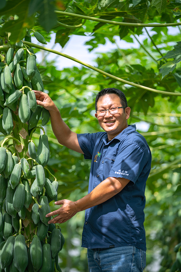 Chen Wen-hui shows off papaya at a plantation where he uses data collected by sensors to fine-tune irrigation, among other tasks. (Photo by Chen Wen-hui)
