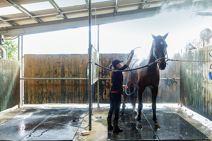 A horse is bathed at the Hannover club. (Photo By Chen Mei-ling)