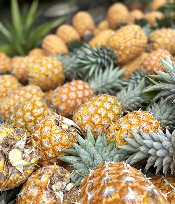 Pineapples are larger and sweeter as a result of precision soil and fertilizer management. (Courtesy of A-Mei Pineapple)