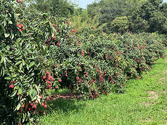 Research by the Ministry of Agriculture’s Fengshan Tropical Horticultural Experiment Branch in the southern city of Kaohsiung has led to smaller Yuherbao lychee trees that make cultivation and harvesting easier. (Photo courtesy of Taiwan Agricultural Research Institute Fengshan Tropical Horticultural Experiment Branch)