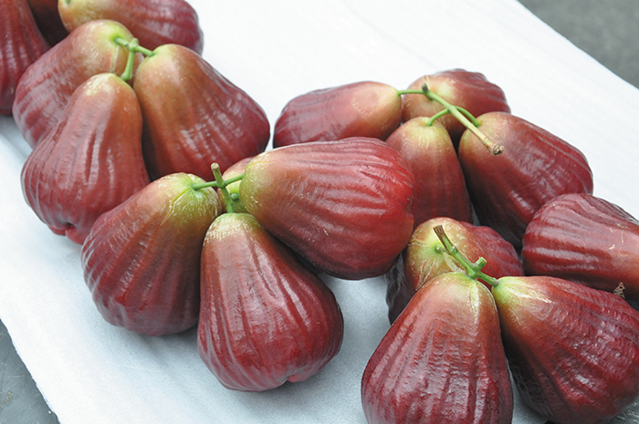 A wax apple cultivar named Sugar Barbie is the result of FTHEB research. (Photo courtesy of TARI Fengshan Tropical Horticultural Experiment Branch)