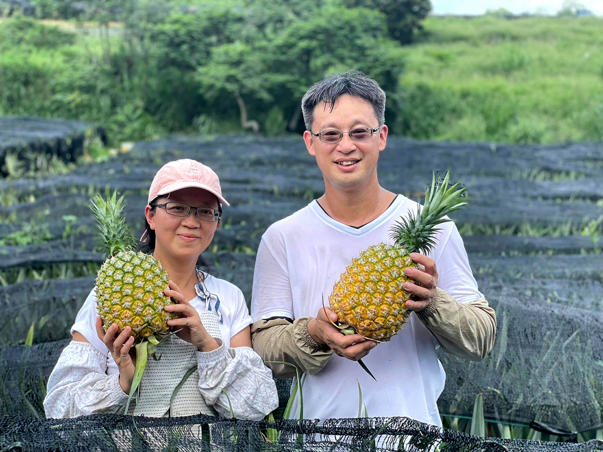 The Chens, third generation fruit producers, hold the result of smart production management. (Courtesy of A-Mei Pineapple)