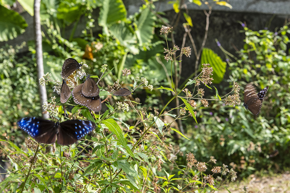 Kaohsiung City’s Maolin District is recognized for butterfly conservation in the 2025 Green Destinations Top 100 Story Awards. (Photo by Kent Chuang)