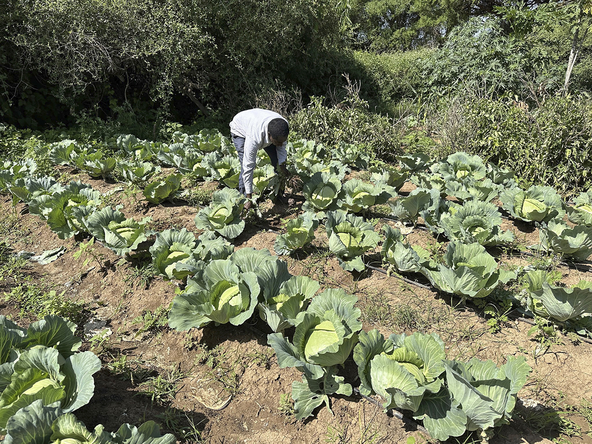 A Somaliland farmer tends crops watered by a drip irrigation system introduced by TaiwanICDF to the drought-prone country. (Photo Courtesy of TaiwanICDF)