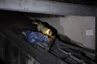 During a nighttime training exercise, a rescue dog navigates confined spaces under concrete slabs, honing skills for disaster scenarios. (Courtesy of National Fire Agency)