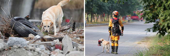 A detection dog undergoing a mission readiness test in a realistic, rubble-strewn environment. (Courtesy of National Fire Agency)