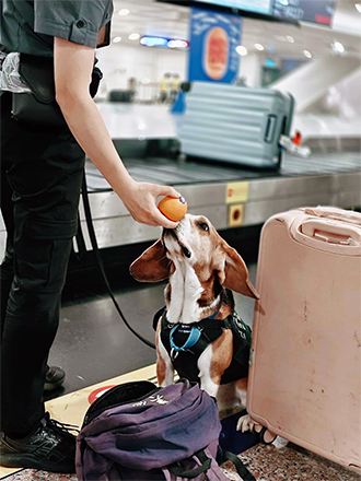 Their non-threatening appearance makes beagles popular for public sniffer duties, like screening passenger luggage at customs. (Courtesy of APHIA)