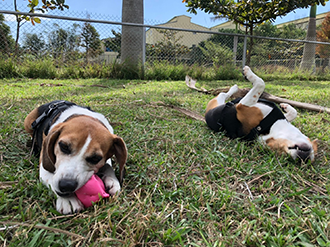 At Taoyuan Branch of APHIA, beagles hone their senses in training. (Courtesy of APHIA)