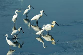 Endangered black-faced spoonbills rest in wetlands at Taijiang National Park. (Courtesy of NPS)