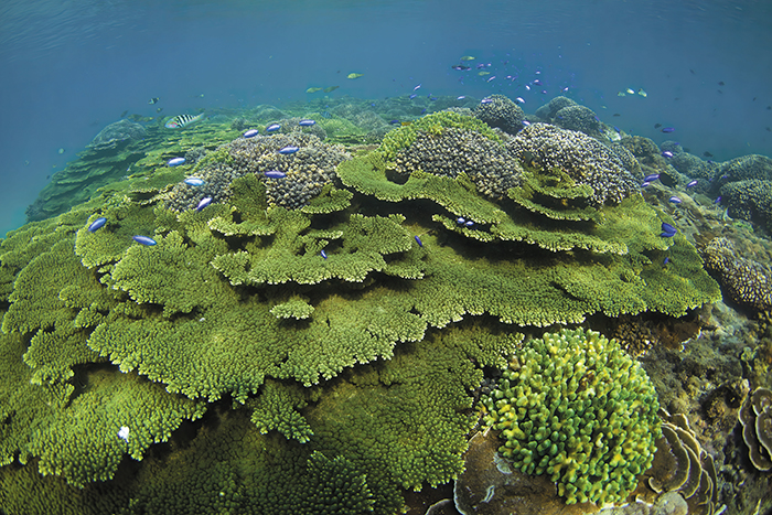 Dongyuping Islet’s lush coral reefs are a highlight of the marine national park in Penghu County. (Courtesy of NPS)