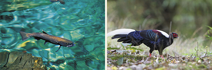 Taiwan’s mountainous national parks are home to endangered endemic wildlife species like the Formosan landlocked salmon and Swinhoe's pheasant. (Courtesy of NPS)