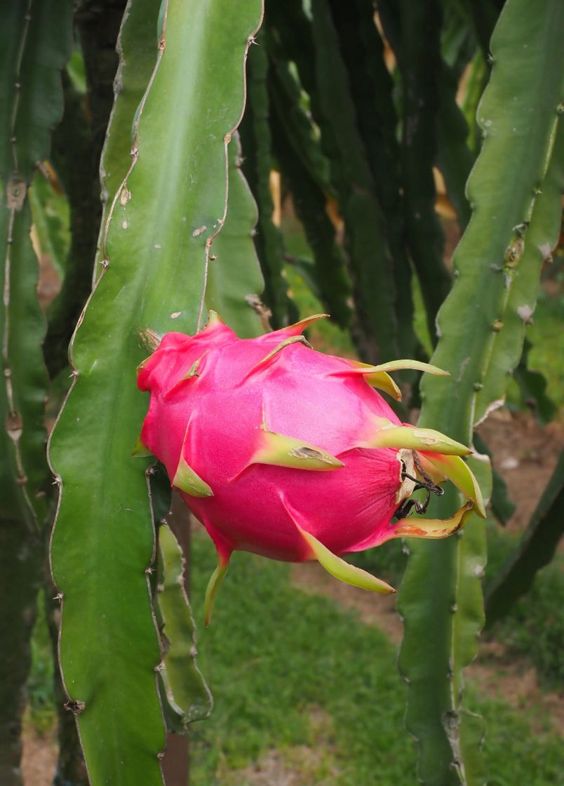 Fields of Dreams: New Farming Directions in ErlinPhotos - New Southbound Policy