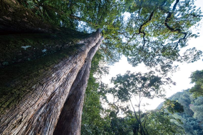 與森林私語 特富野獵人的守望與重生圖片 - 新南向政策