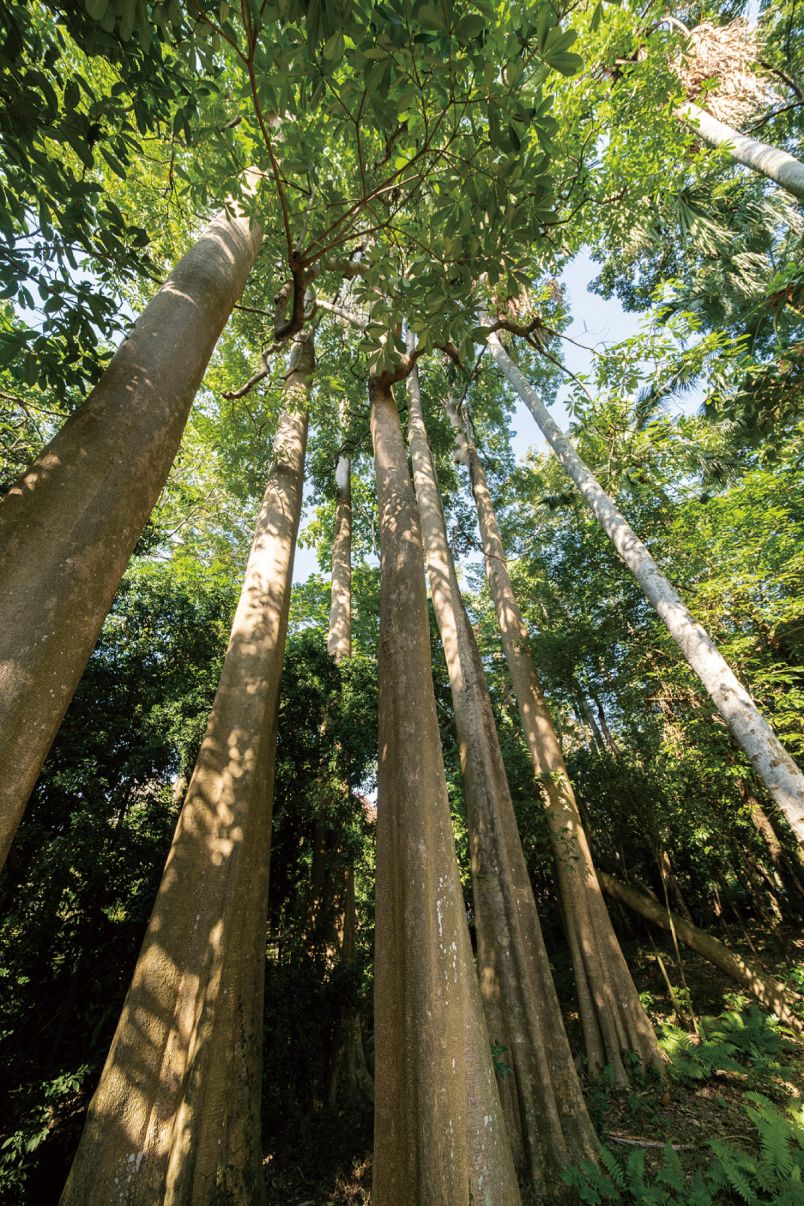台灣特有種植物的生態智慧 感受台灣風土圖片 - 新南向政策