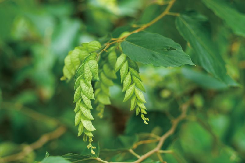 Ethnobotanical Taiwan: The Wisdom of Native PlantsPhotos - New Southbound Policy