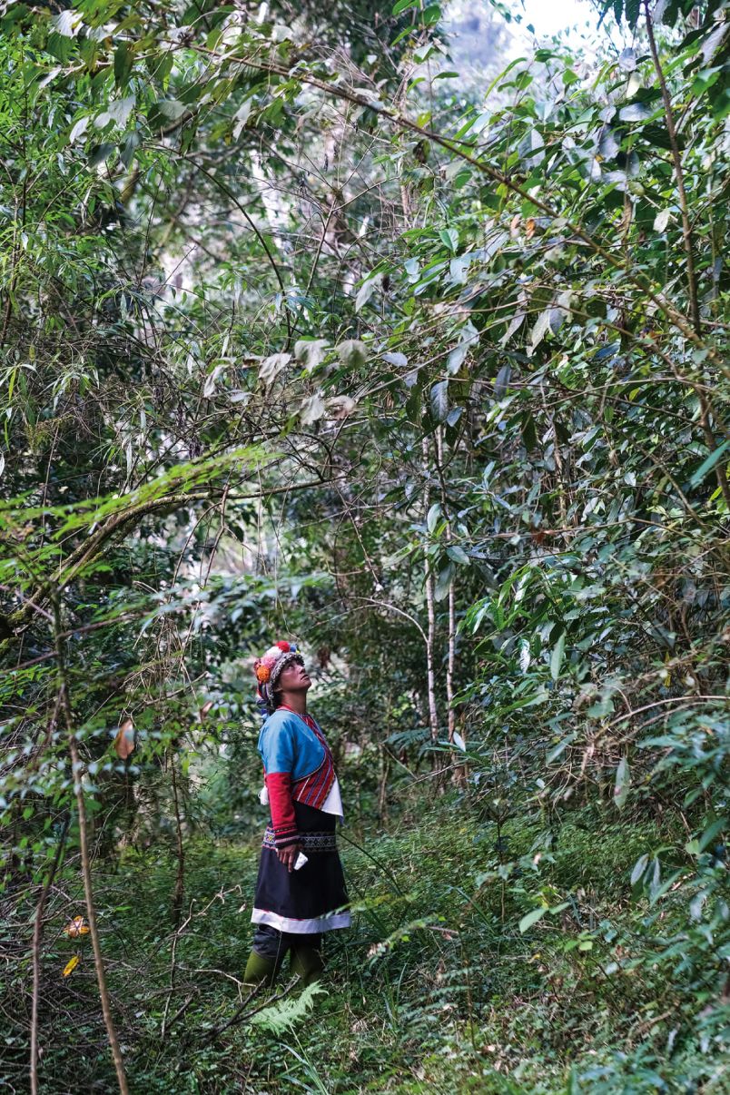 Where God Left His Footprint — Tsou Life and MythologyPhotos - New Southbound Policy