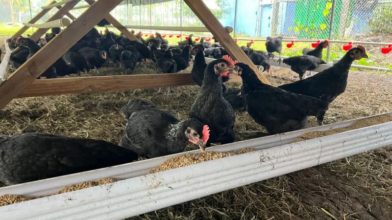 Breaking Dependency on Imports! Taiwan Tech Enters the Marshall Islands: Poultry Project to Boost Food Self-Sufficiency