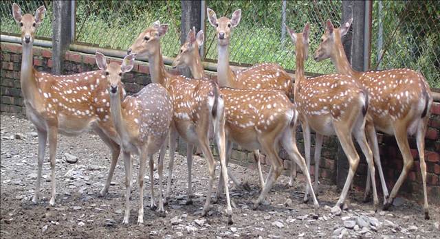1623 外国 海外切手 台湾 自動化切手 犬 鶏 シカ サル4種 1623 外国 海外切手 台湾 自動化切手 犬 鶏 シカ サル4種 自然の記録